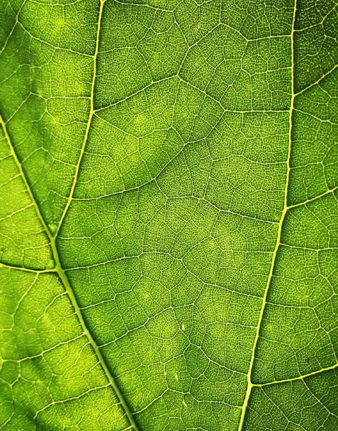 Satv Herbal - design detail 4